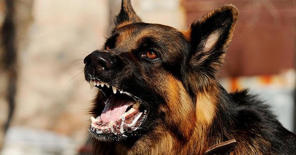 perro-con-rabia